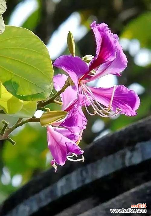 探寻花语的奥秘与魅力 用花语诠释情感的力量