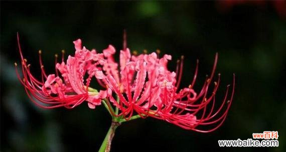 揭秘彼岸花的浪漫含义 彼岸花