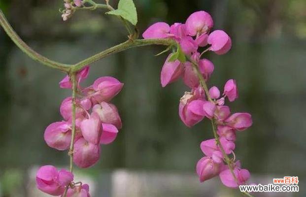 深入解读宝石花的花语 宝石花的花语与美丽