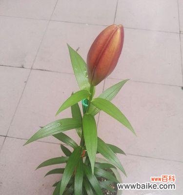 深入解读宝石花的花语 宝石花的花语与美丽