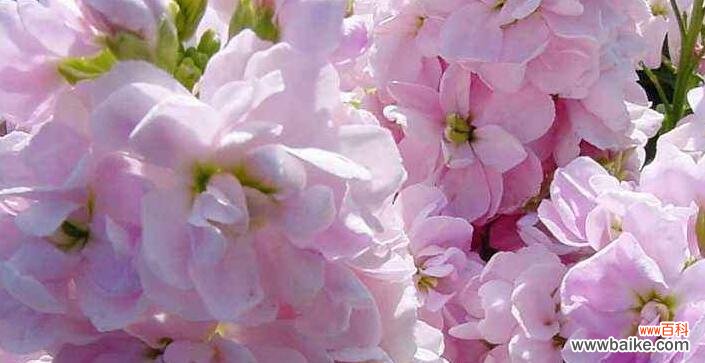 贝壳花的花语及其寓意解读 贝壳花