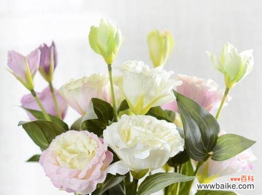 贝壳花的花语及其寓意解读 贝壳花