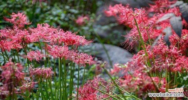 美丽而神秘的彼岸花 彼岸花的象征意义及文化价值