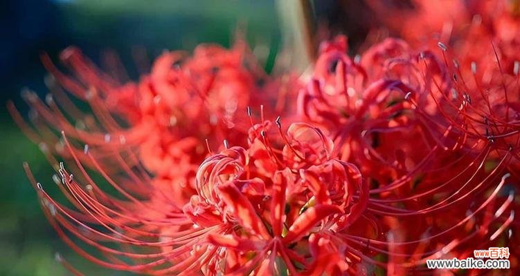 美丽而神秘的彼岸花 彼岸花的象征意义及文化价值