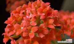 西藏有哪些花象征好运？它们在藏族文化中扮演什么角色？