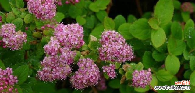 西藏有哪些花象征好运?它们在藏族文化中扮演什么角色?