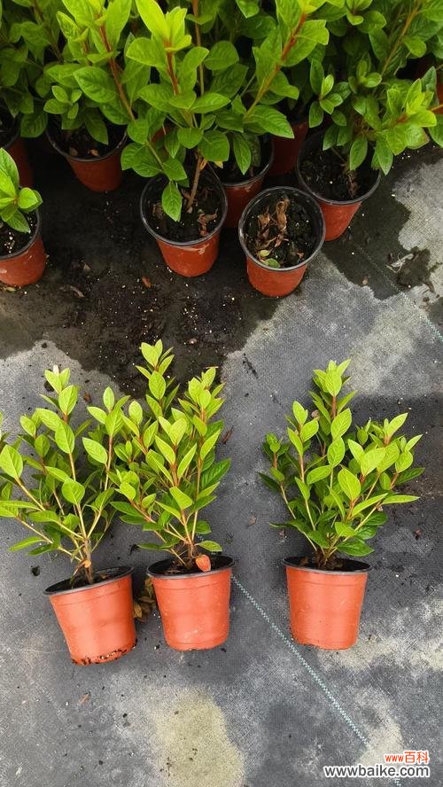 灰白色花的含义是什么?灰白色花象征着什么?