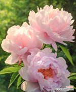 牡丹花不同颜色代表什么？