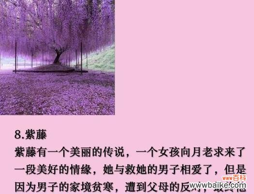 九月有哪些花象征爱情？九月的花语中爱情的寓意是什么？