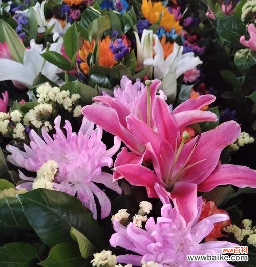 九月有哪些花象征爱情？九月的花语中爱情的寓意是什么？