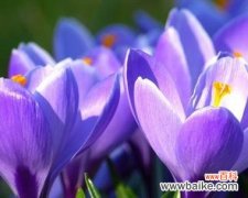 紫色花作为头像的寓意是什么？