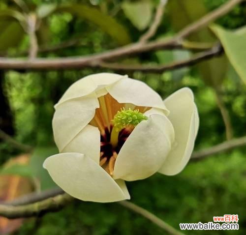 含笑花的寓意颜色和花语是什么?含笑花代表什么?