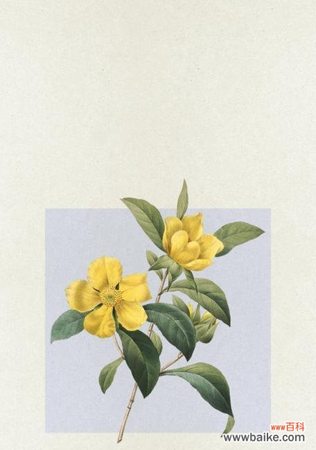 含笑花的寓意颜色和花语是什么?含笑花代表什么?