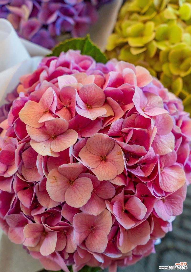 绣球花不同颜色的花语是什么?它们各自有何寓意?