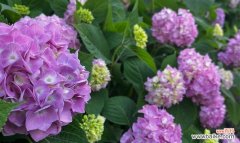 绣球花不同颜色的花语是什么？它们各自有何寓意？