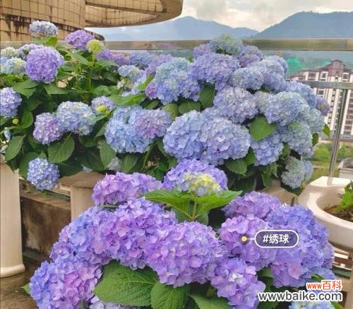 绣球花不同颜色的花语是什么?它们各自有何寓意?