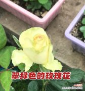 翠绿色玫瑰花代表什么？