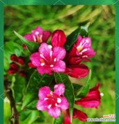 花文化的起源及其含义是什么？