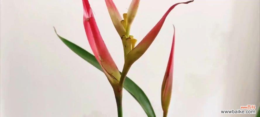 富贵鸟花代表了什么意义？