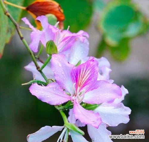 索玛花代表什么?索玛花的花语与忠贞爱情的关系是什么?