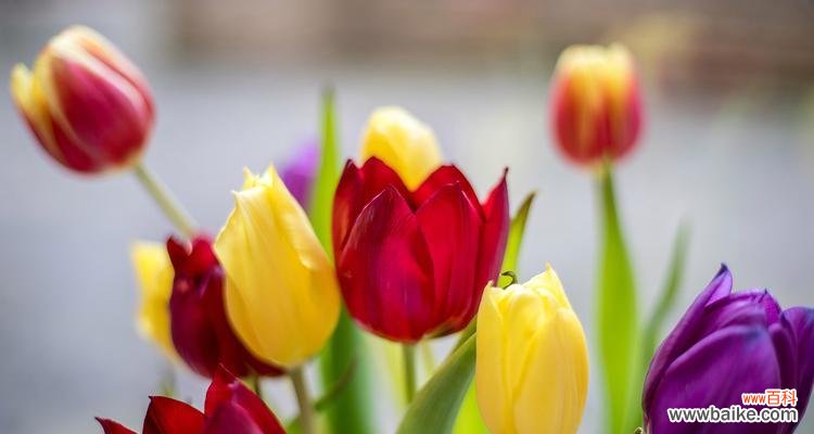 索玛花代表什么?索玛花的花语与忠贞爱情的关系是什么?