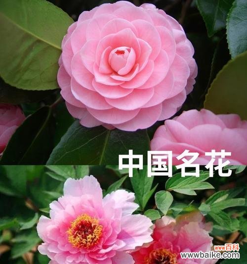 节约寓意的花有哪些?它们在文化中代表了什么?