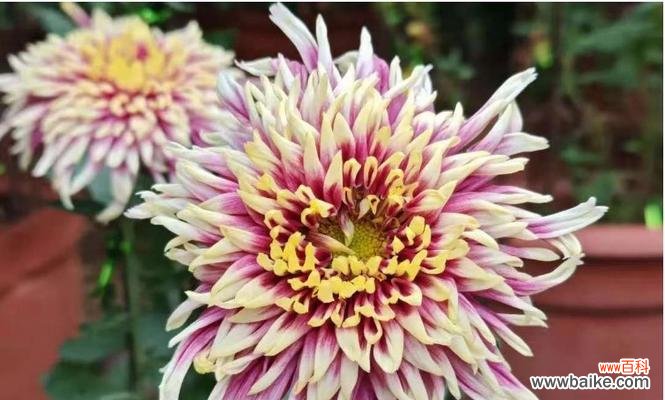 节约寓意的花有哪些?它们在文化中代表了什么?