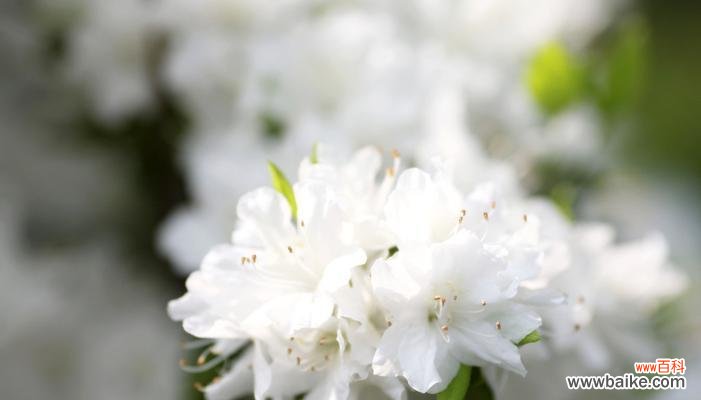 白色杜鹃花寓意如何?杜鹃花的白色象征什么?