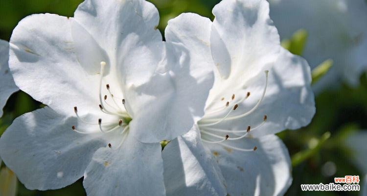 白色杜鹃花寓意如何?杜鹃花的白色象征什么?