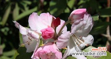 白色杜鹃花寓意如何?杜鹃花的白色象征什么?