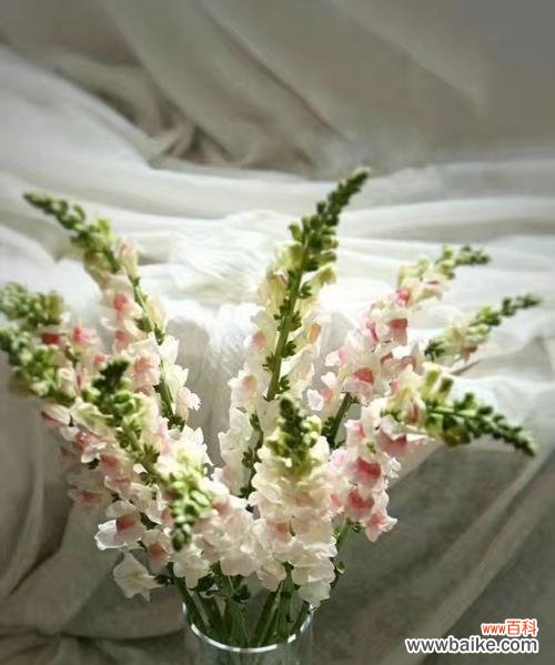 揭秘金鱼草的象征意义与美好祝福 金鱼草的花语——富贵、繁荣与幸福