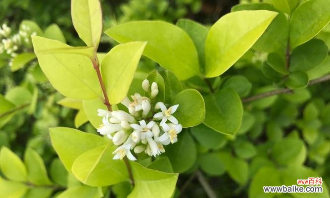 金叶女贞——探寻自然之美与生命之力 金叶女贞的寓意与美学价值