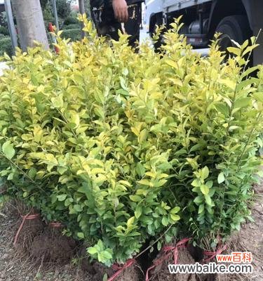 金叶女贞——探寻自然之美与生命之力 金叶女贞的寓意与美学价值