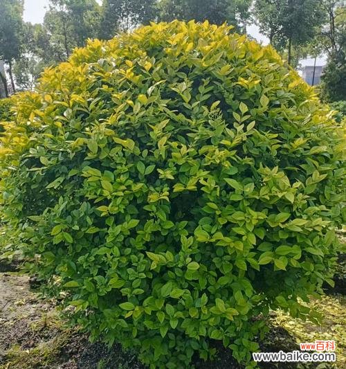 金叶女贞——探寻自然之美与生命之力 金叶女贞的寓意与美学价值