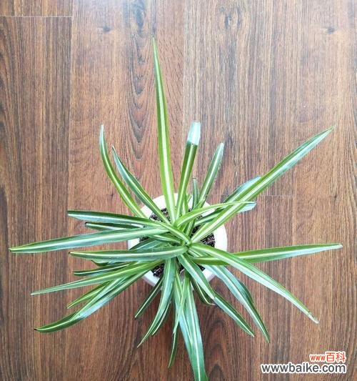 点缀家居，传递美好与繁荣 金心吊兰的寓意与象征