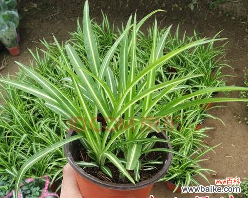 点缀家居，传递美好与繁荣 金心吊兰的寓意与象征