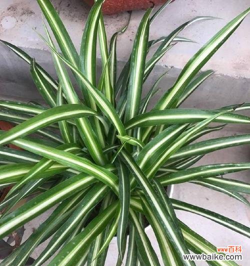 美丽的金心吊兰给生活带来的寓意和象征 以金心吊兰寓意和象征