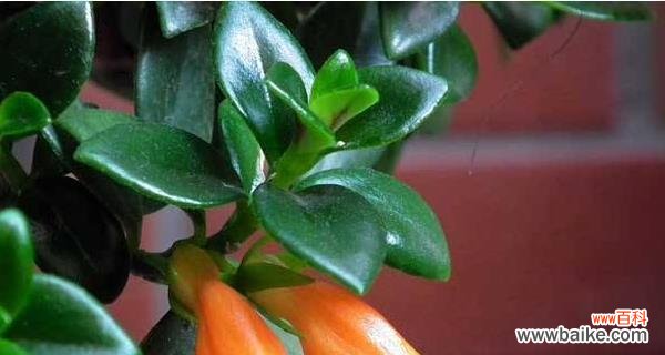 美丽的生命之舞——金鱼吊兰的生机与繁荣 金鱼吊兰的寓意与象征风水