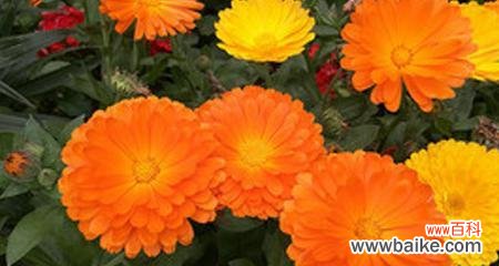 揭示金盏花的内涵与象征 金盏花的花语及其意义