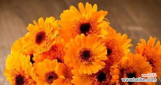 揭示金盏花的内涵与象征 金盏花的花语及其意义