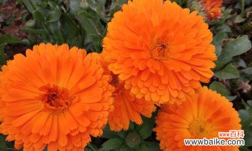 揭示金盏花的内涵与象征 金盏花的花语及其意义