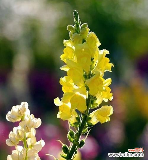 探寻金鱼草的秘密——花语解读 金鱼草的花语与意义