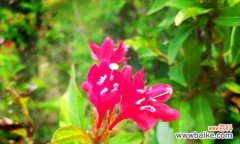 锦带花的花语传承与变迁 锦带花花语与其文化背景的探索