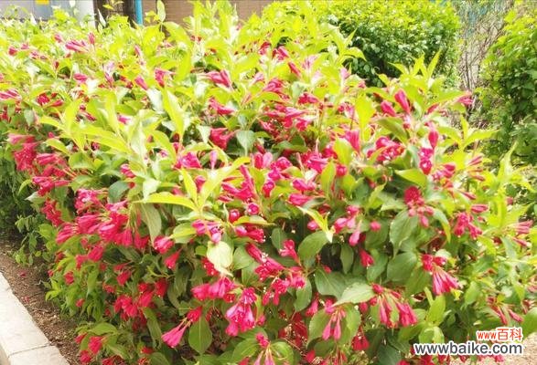 锦带花的花语传承与变迁 锦带花花语与其文化背景的探索