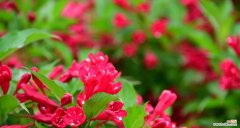 探索锦带花的神秘与魅力 锦带花的花语与寓意