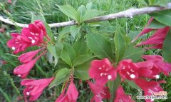 揭秘花束中的情感符号 锦带花的花语与意义