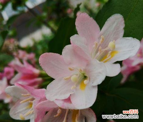 揭秘花束中的情感符号 锦带花的花语与意义