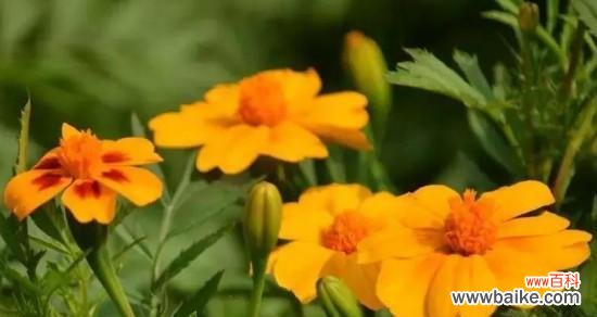 探究金盏菊花的象征和传达的信息 金盏菊花的花语与意义