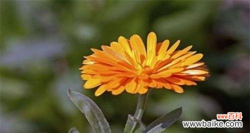 探究金盏菊花的象征和传达的信息 金盏菊花的花语与意义