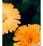 探究金盏菊花的象征和传达的信息 金盏菊花的花语与意义